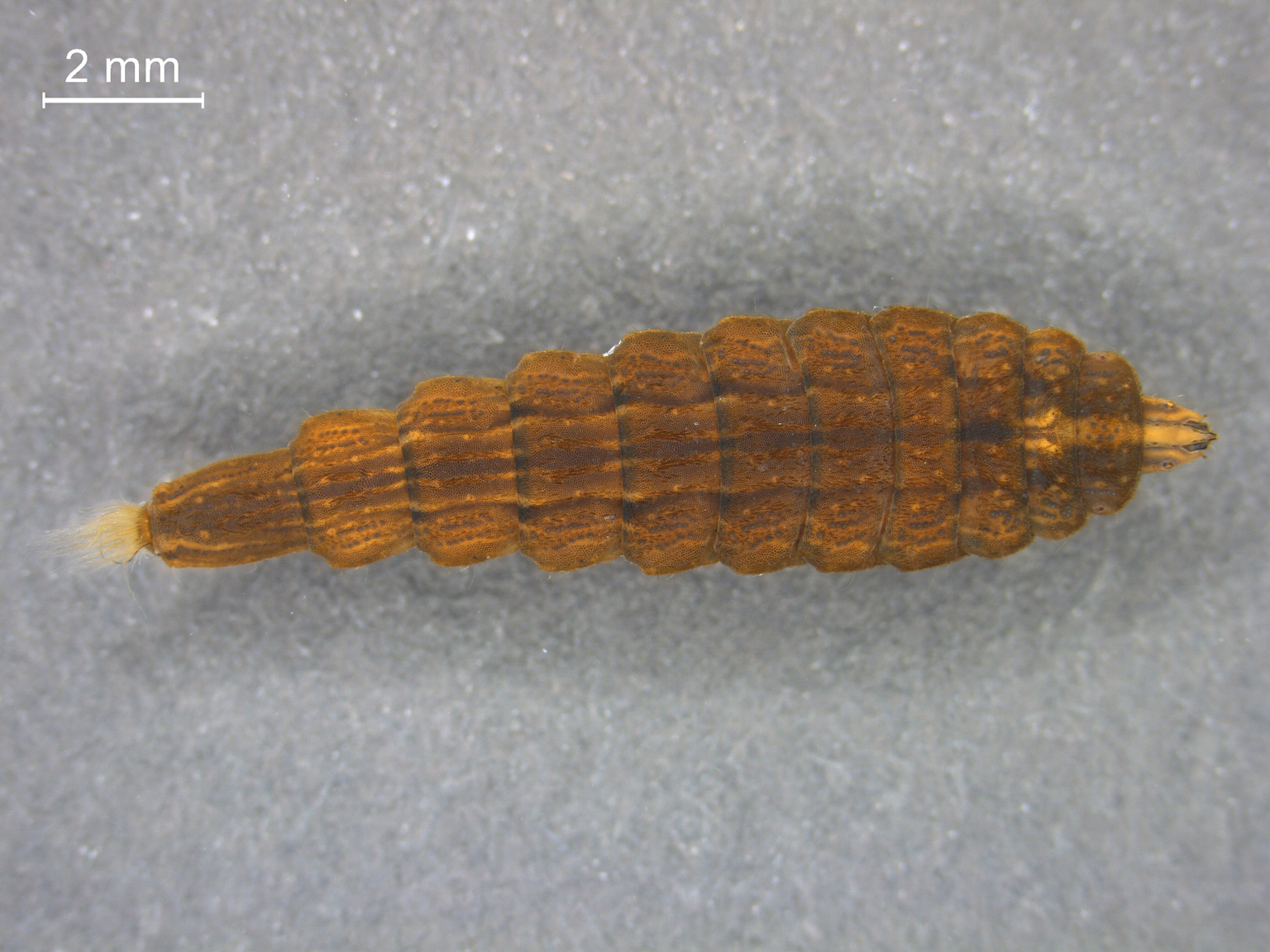 Odontomyia tigrina
